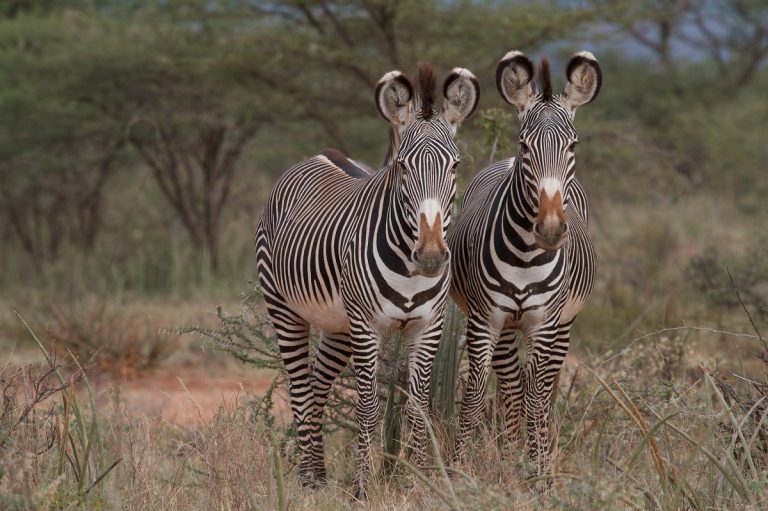 The Rare Gem Of North Luxury Safari - Incredible Tours in Kenya