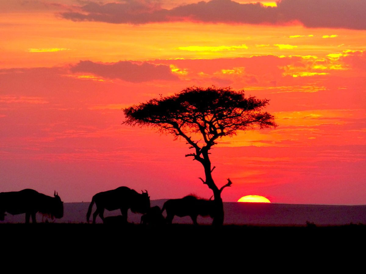 Magical Kenya Honeymoon Safari Incredible Tours In Kenya